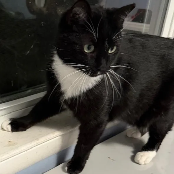 Gwendoline thumbnail 2