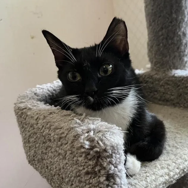 Gwendoline thumbnail 3