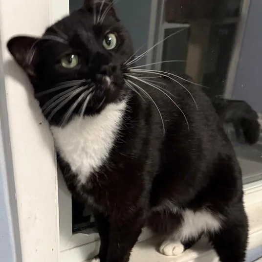 Gwendoline thumbnail 4