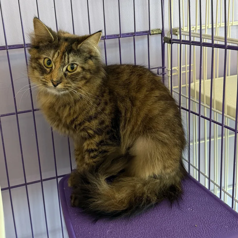 A baby small-sized female Maine Coon cat named Delaney for adoption in Williamsville, NY
