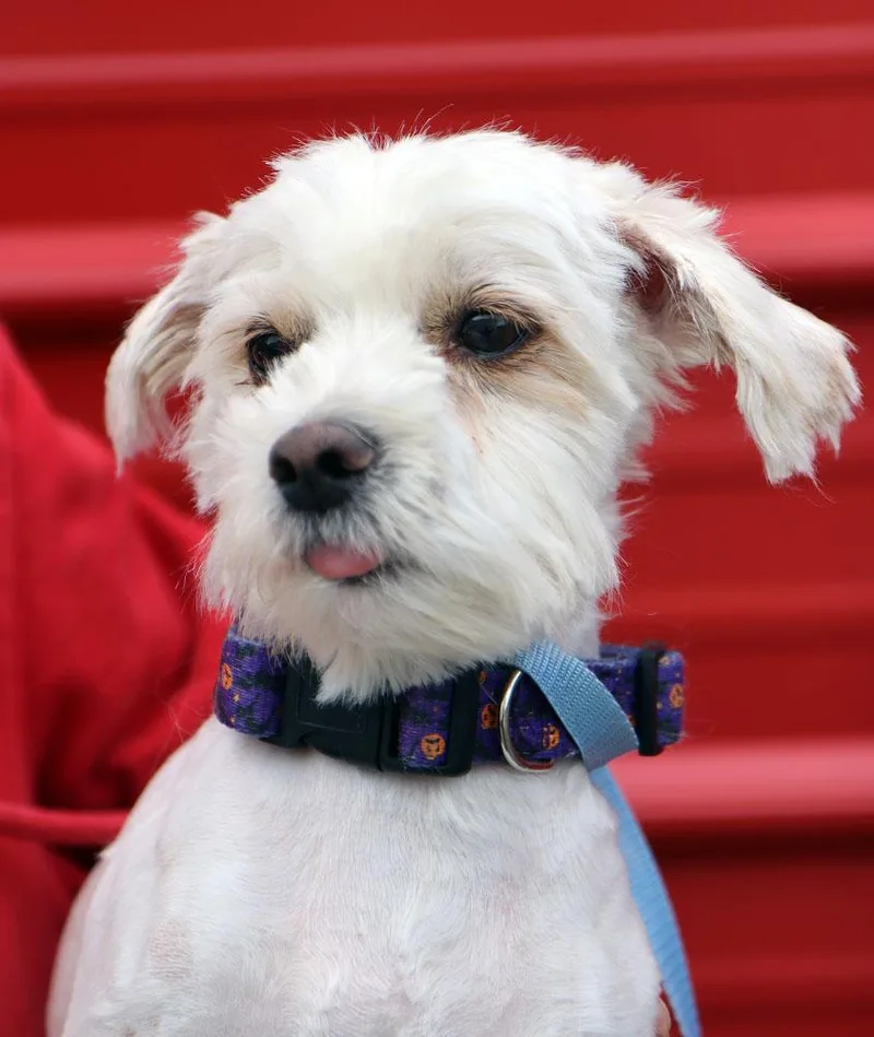 An adult small-sized male White / Cream Maltese dog named Leo for adoption in Kansas City, KS