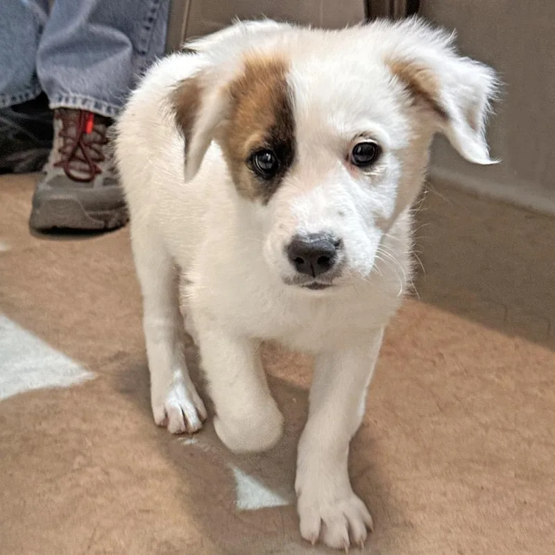 A baby medium-sized female White / Cream Mixed Breed dog named Nugget for adoption in Hailey, ID
