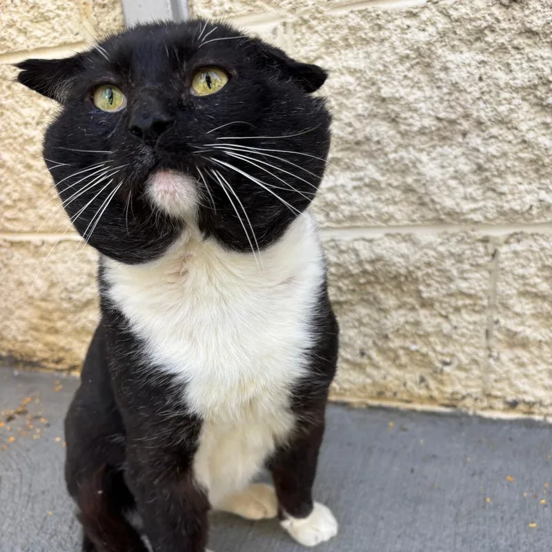 An adult large-sized male Black Domestic Short Hair cat named Reese for adoption in Marion, VA
