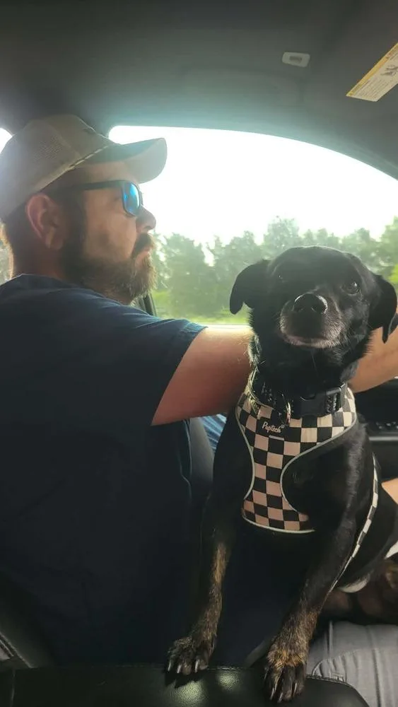 A young small-sized male Chihuahua dog named Peanut for adoption in Wolfe City, TX