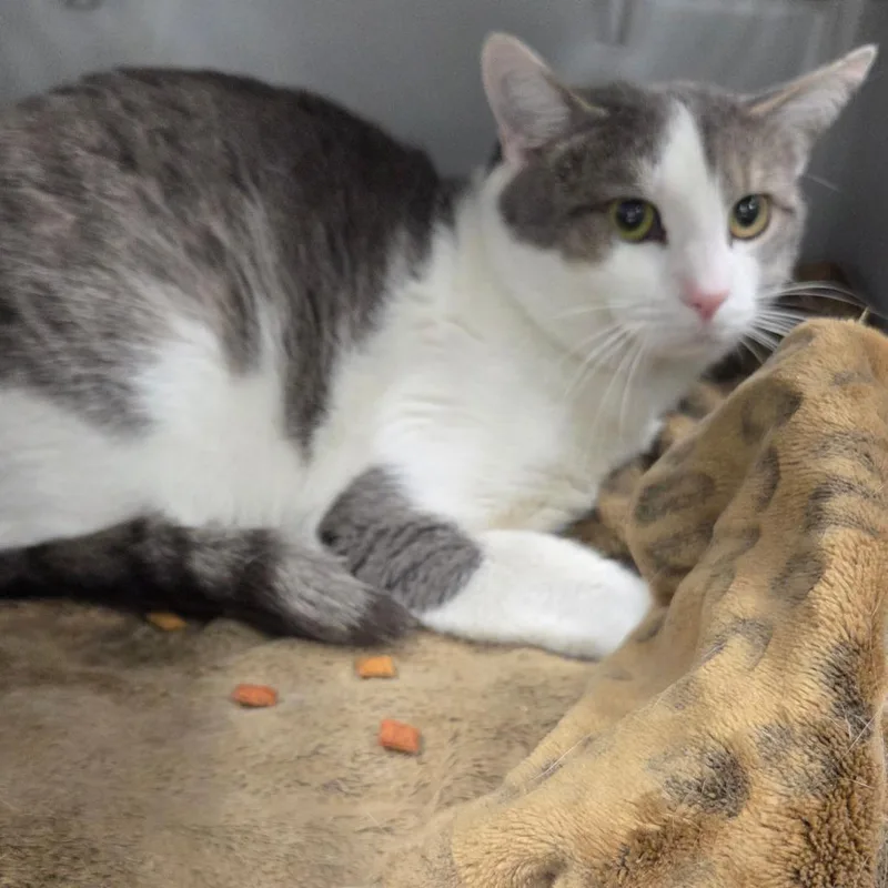 An adult small-sized male White Domestic Short Hair cat named Phinneas for adoption in Chattanooga, TN