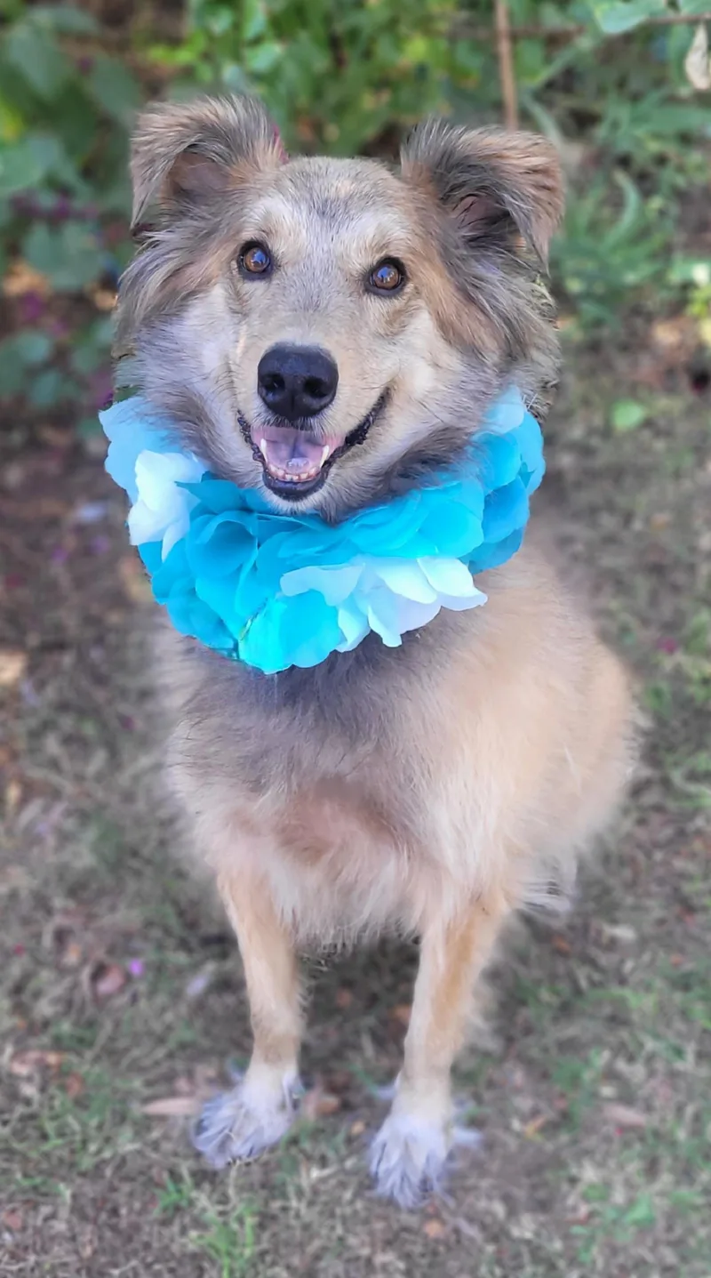 An adult large-sized male Collie dog named Zeke for adoption in Vernon, TX