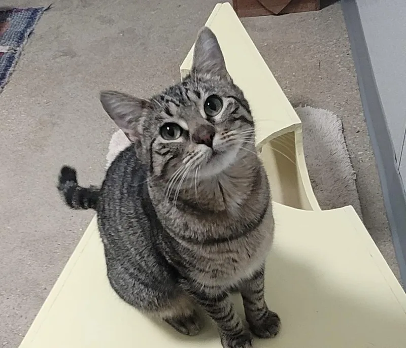 A young medium-sized female Domestic Short Hair cat named Quriosity for adoption in Fort Madison, IA
