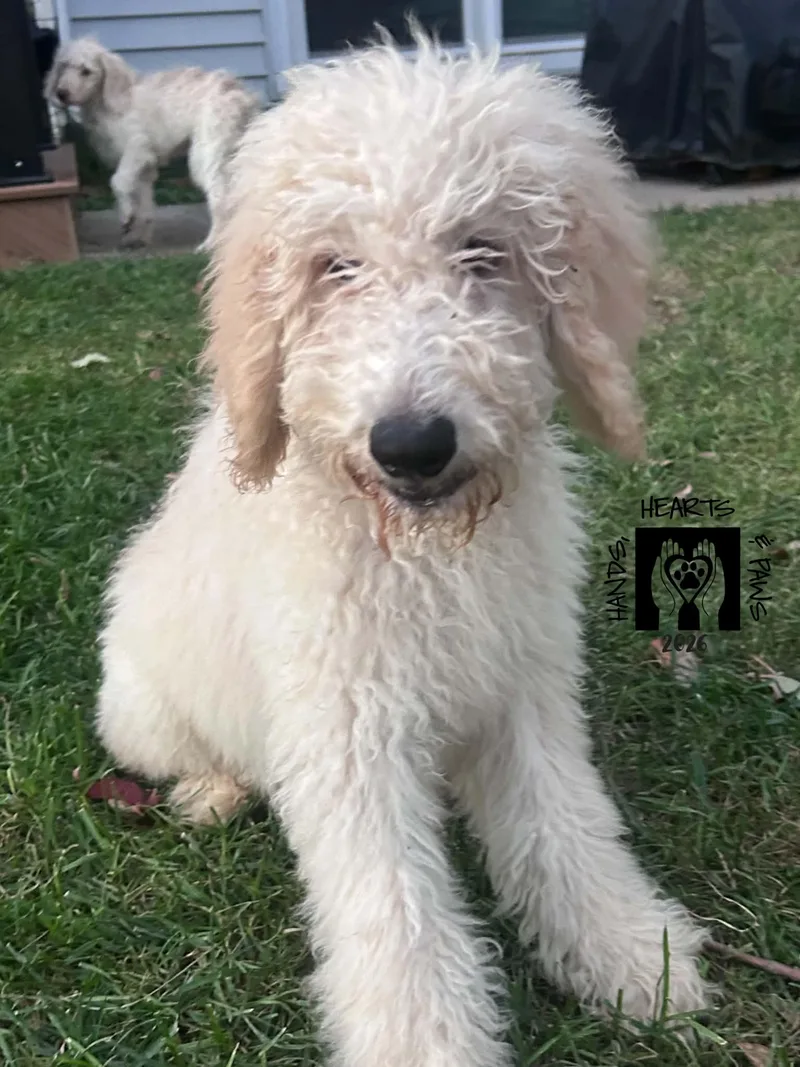 A baby medium-sized male Golden Retriever dog named Dalton for adoption in Omaha, NE