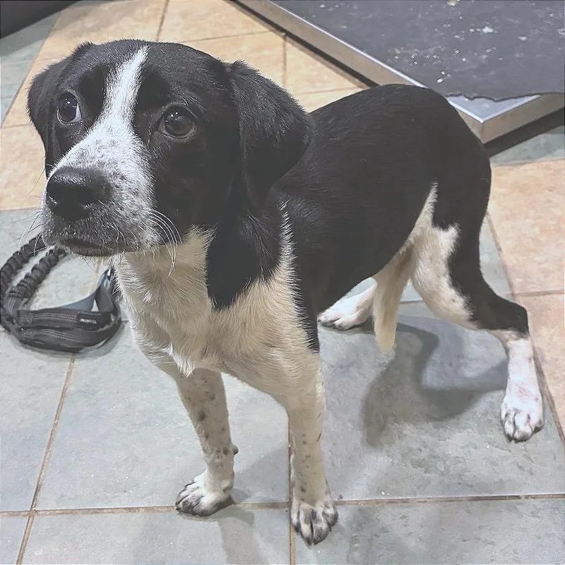 A young small-sized female Brown / Chocolate Mixed Breed dog named Piper for adoption in Chattanooga, TN
