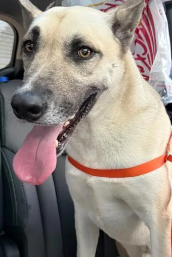 An adult large-sized male Shepherd dog named Ernest for adoption in San Antonio, TX