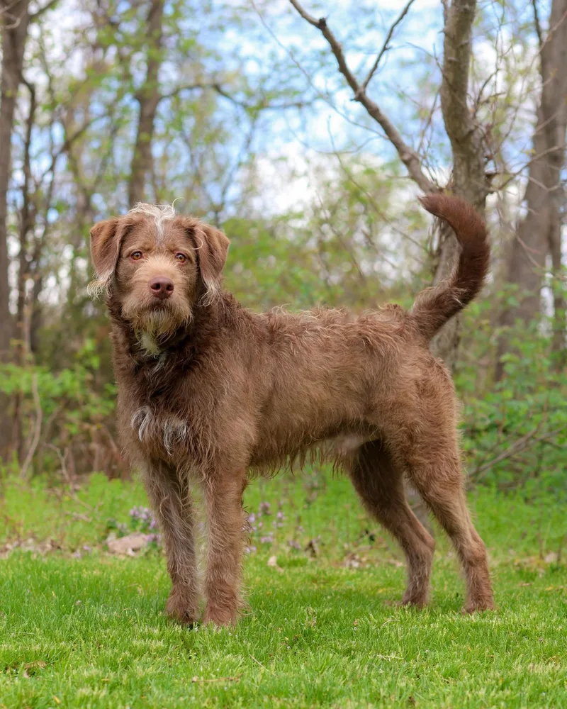 A young large-sized male Brown / Chocolate Wirehaired Pointing Griffon dog named Yosemite Sam for adoption in Bridgeport, CT