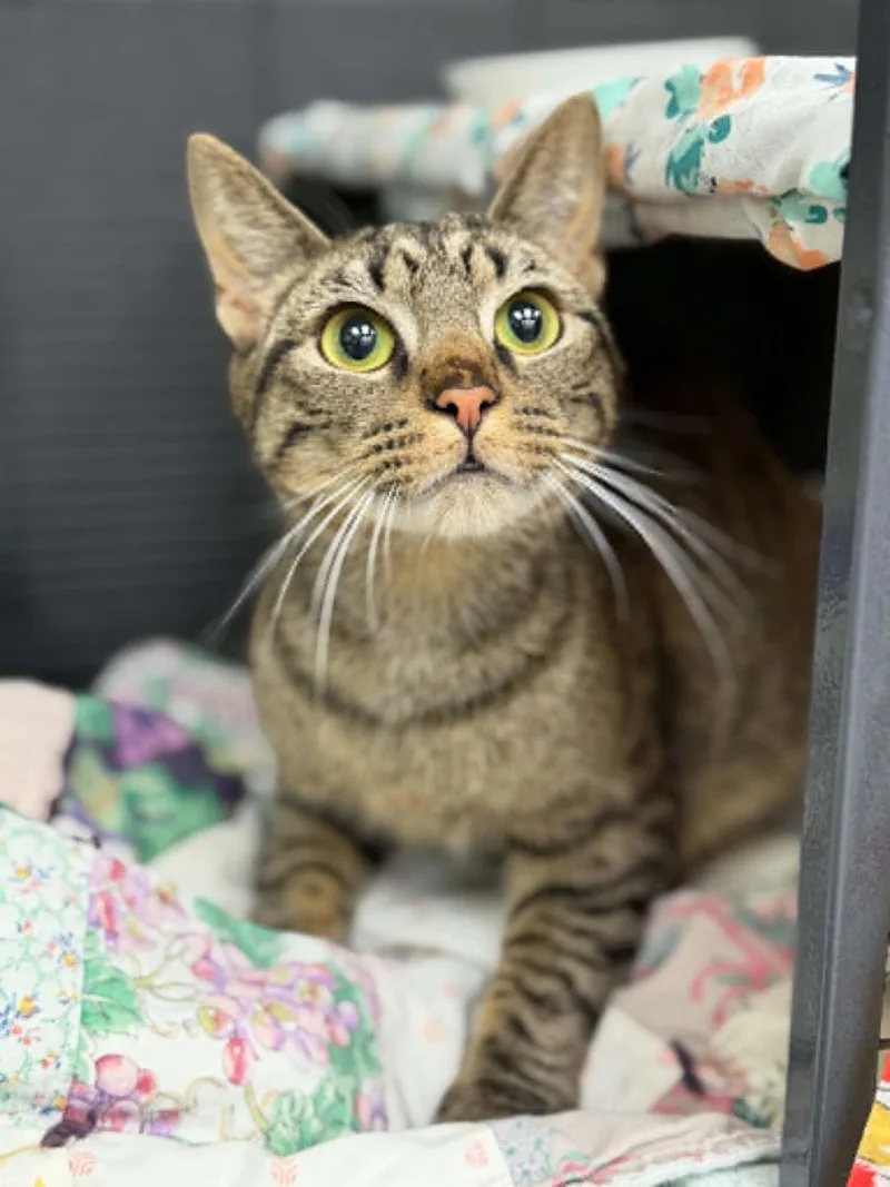 A young medium-sized male Tabby (Brown / Chocolate) Domestic Short Hair cat named Ozz for adoption in Martinsville, IN