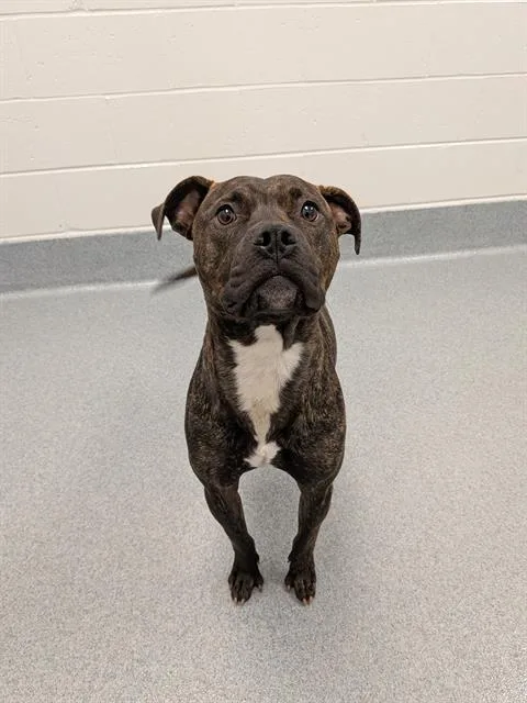 An adult large-sized male Pit Bull Terrier dog named Handsome for adoption in Indianapolis, IN