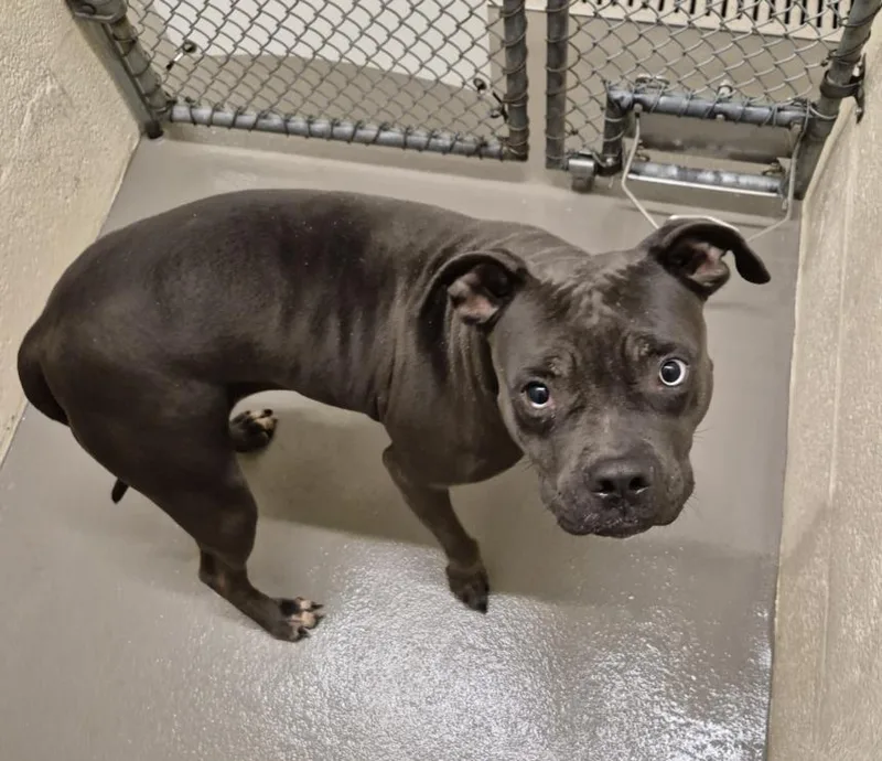 An adult medium-sized female Pit Bull Terrier dog named Velvet for adoption in Hagerstown, MD