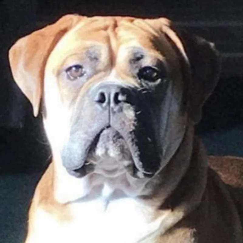An adult extra large-sized female Yellow / Tan / Blond / Fawn Bullmastiff dog named Lola for adoption in Lincoln University, PA