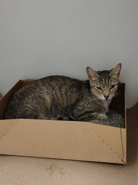 A young medium-sized female Domestic Short Hair cat named Adrian for adoption in Palmetto, FL