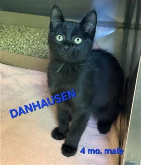 A young medium-sized male Black Domestic Short Hair cat named Danhausen for adoption in Holbrook, NY