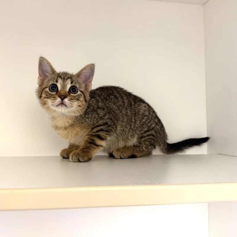 A baby small-sized female Brown / Chocolate Domestic Short Hair cat named Marker for adoption in League City, TX