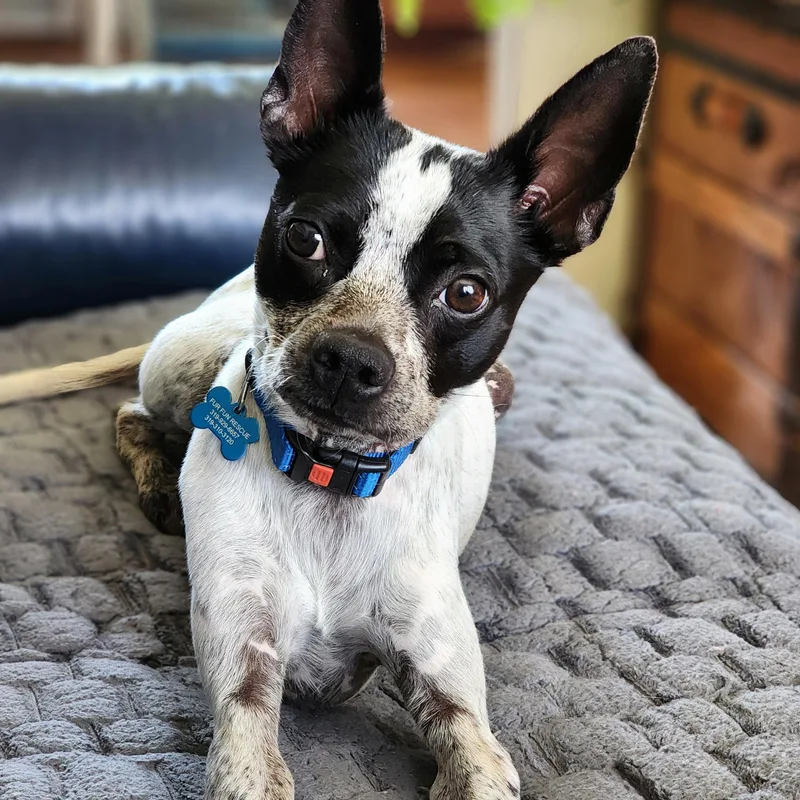 An adult small-sized male White / Cream Terrier dog named Graeson for adoption in Lisbon, IA