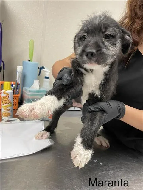 A baby small-sized female German Wirehaired Pointer dog named Maranta for adoption in Sugar Land, TX