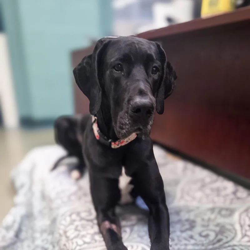 A young extra large-sized female Black Great Dane dog named Dee Dee for adoption in Phoenix, MD