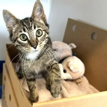 A baby small-sized male Black Domestic Short Hair cat named Scotch for adoption in Novelty, OH