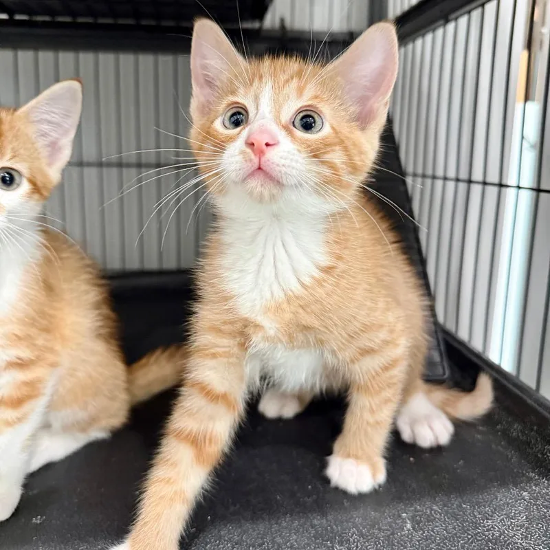 A baby small-sized male Orange / Red Domestic Short Hair cat named Tofu for adoption in Bradenton, FL