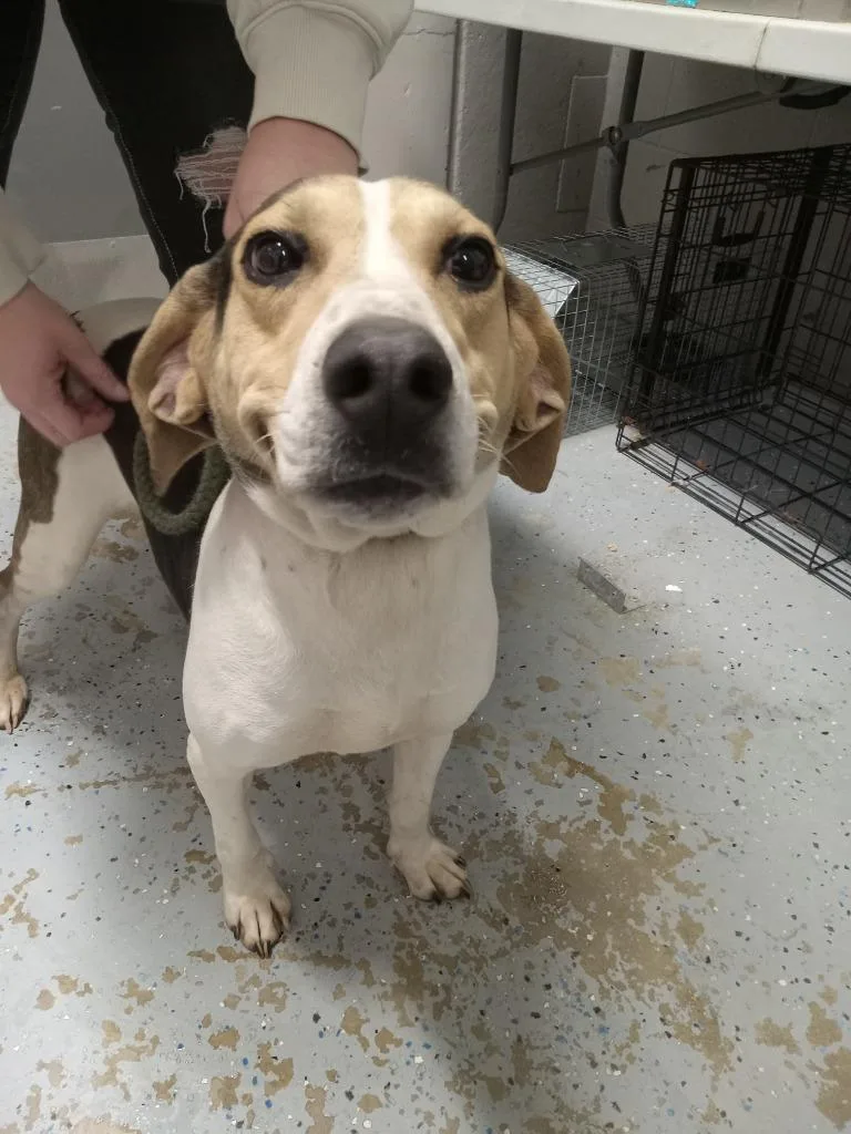 A young medium-sized female Hound dog named Petunia for adoption in Pierceton, IN