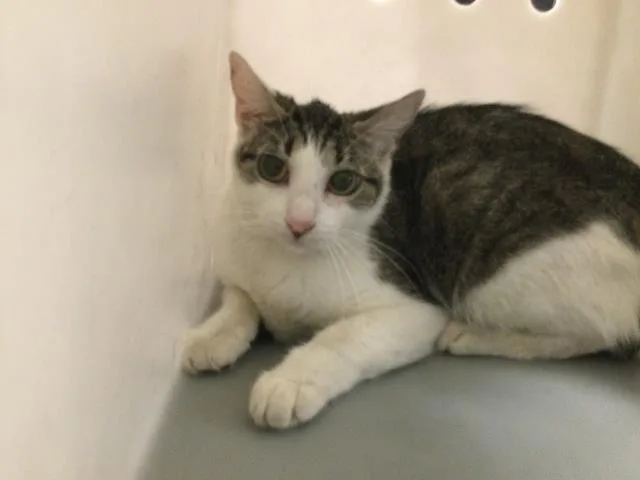 A baby small-sized female Domestic Short Hair cat named Primm for adoption in Thousand Palms, CA