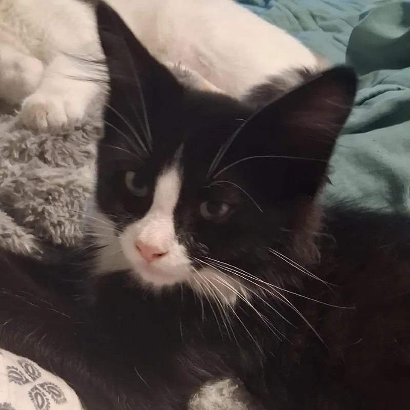 A baby medium-sized male Black & White / Tuxedo Tuxedo cat named Gandolf for adoption in Blackfoot, ID