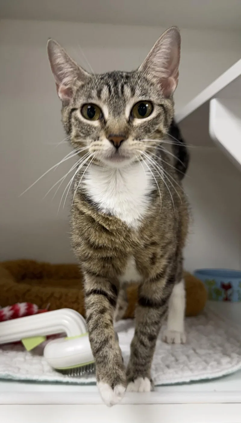 A young medium-sized female Domestic Short Hair cat named Oracle for adoption in Satellite Beach, FL