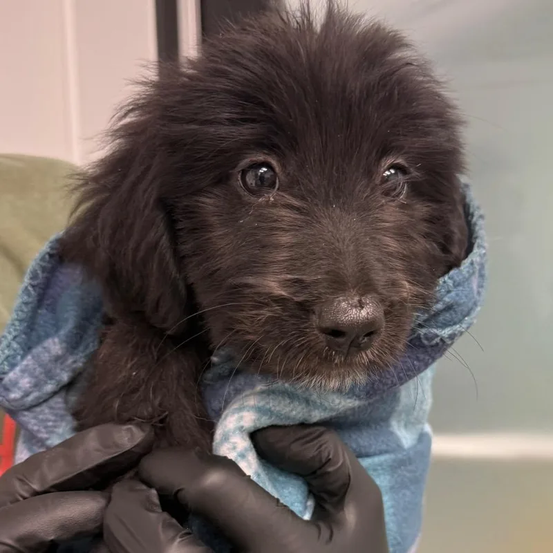 A baby small-sized female Black Labrador Retriever dog named Ciri for adoption in Abilene, TX