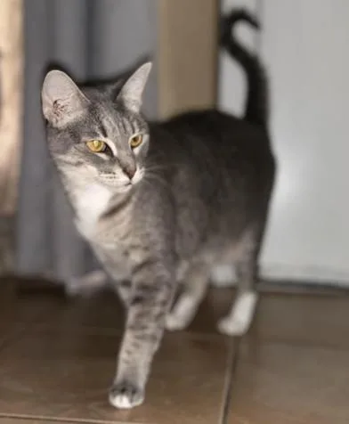 An adult medium-sized female Tabby (Gray / Blue / Silver) Domestic Short Hair cat named Alo for adoption in Liverpool, TX