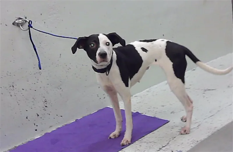 A young medium-sized female Staffordshire Bull Terrier dog named Paige for adoption in Houston, TX