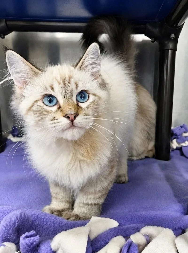 A baby medium-sized male Siamese cat named Flash for adoption in Nevada, IA