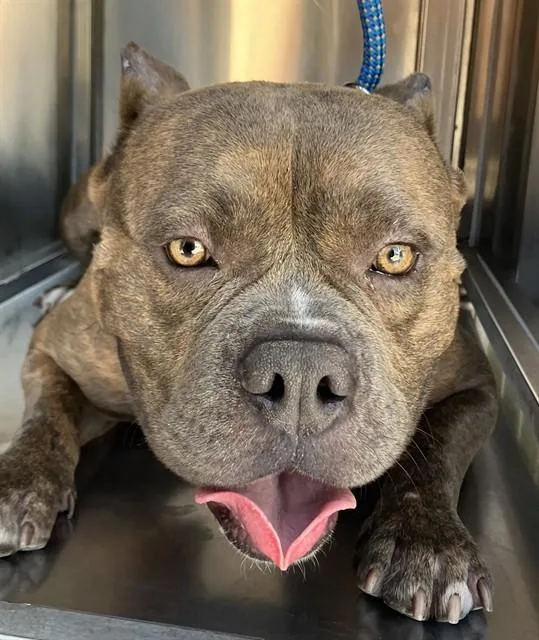 A young medium-sized male Mixed Breed dog named Max for adoption in Dallas, TX