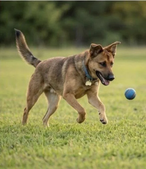 A young large-sized male German Shepherd Dog dog named Bruno for adoption in Acworth, GA