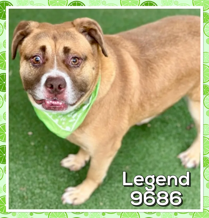 An adult large-sized male Brown / Chocolate American Bully dog named Legend for adoption in Marietta, GA