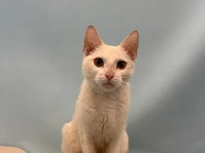 An adult small-sized female Domestic Short Hair cat named Jort for adoption in Coon Rapids, MN