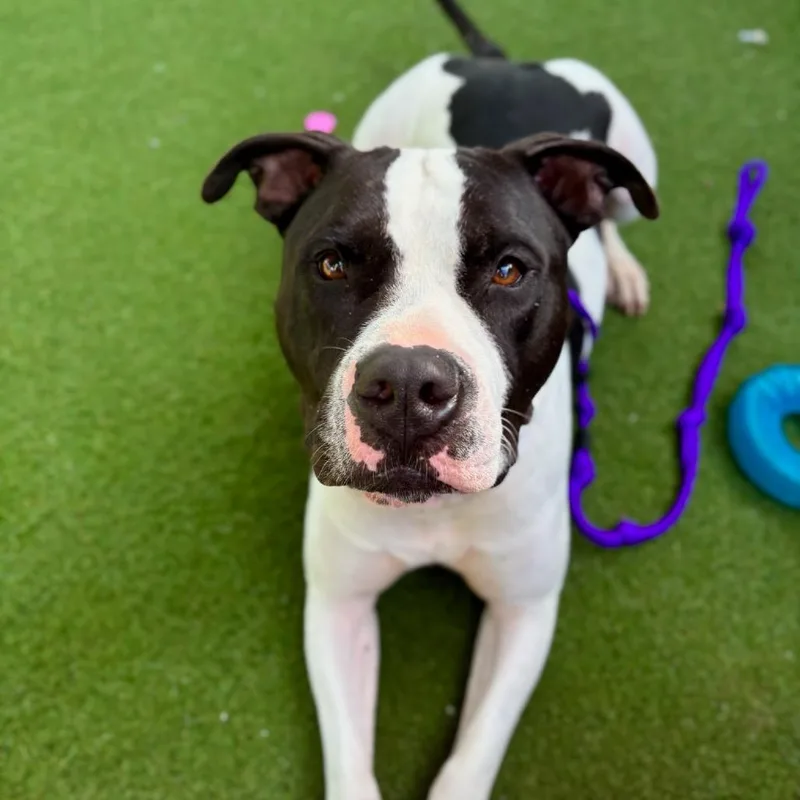 An adult medium-sized male Black American Staffordshire Terrier dog named Cali Cowie for adoption in Los Angeles, CA