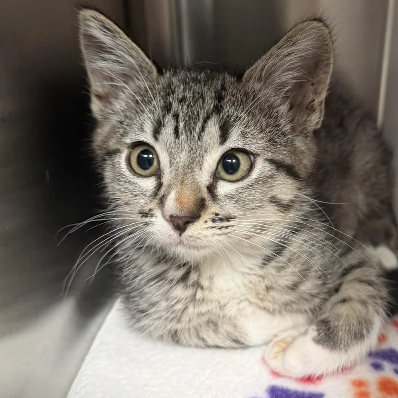 A baby small-sized female Domestic Short Hair cat named Io for adoption in Los Angeles, CA