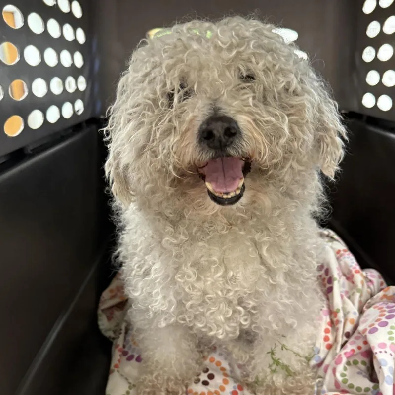 An adult small-sized male White / Cream Poodle dog named Kirko for adoption in East Saint Louis, IL