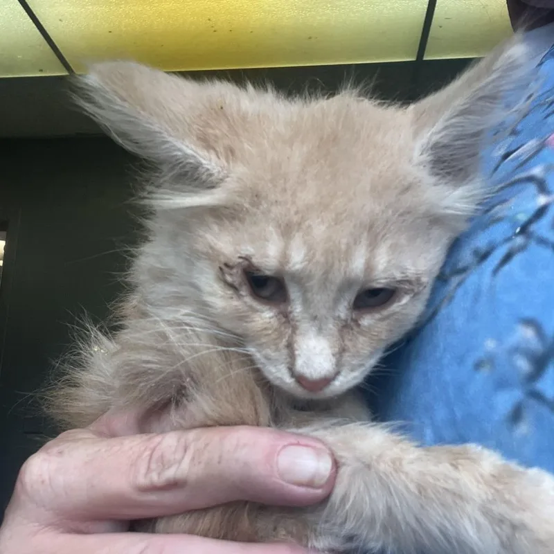 A baby small-sized female Buff / Tan / Fawn Domestic Medium Hair cat named Muffin for adoption in Oak Hill, WV