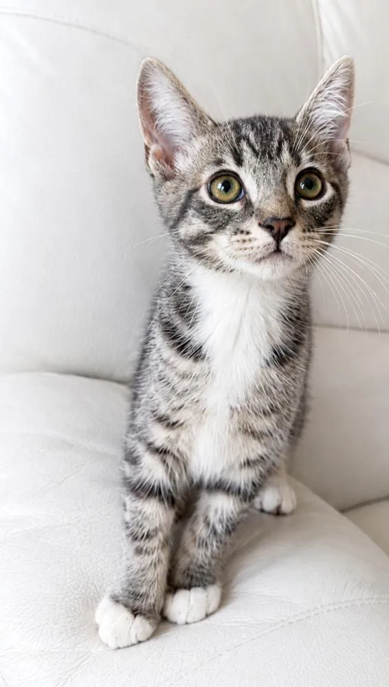 A baby small-sized male Gray & White Domestic Short Hair cat named Cowboy Bebop for adoption in Homer Glen, IL