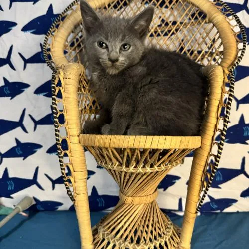 A baby small-sized male Gray / Blue / Silver Domestic Short Hair cat named Arsenal for adoption in Toms River, NJ