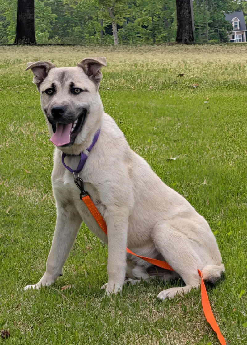 A young large-sized male Anatolian Shepherd dog named Kai for adoption in Gardiner, NY