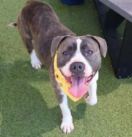 A young medium-sized female Mixed Breed dog named Karma for adoption in Athens, GA