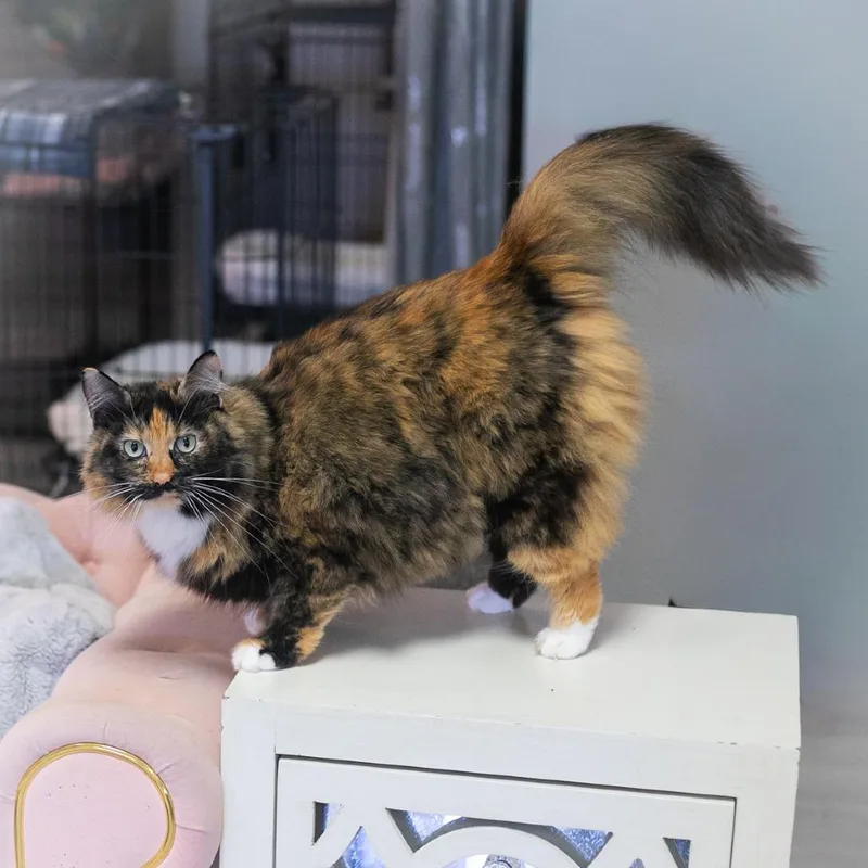 An adult medium-sized female Black Maine Coon cat named Artemisia for adoption in Ponte Vedra, FL
