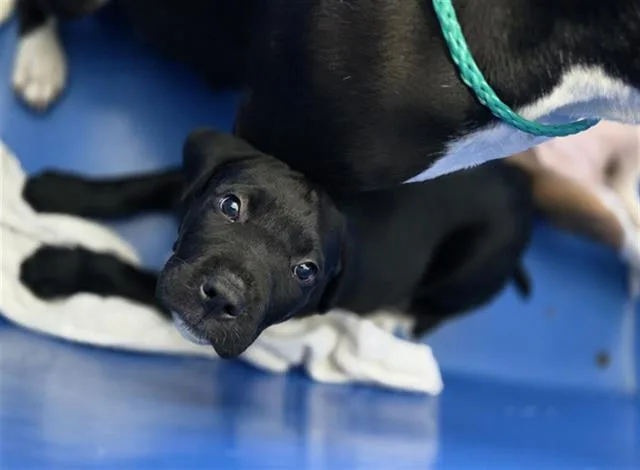 A baby large-sized male Mixed Breed dog named Kuzco for adoption in Dallas, TX