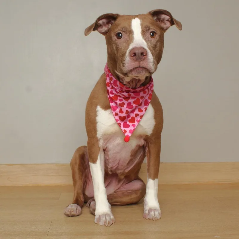 An adult medium-sized female Red / Chestnut / Orange Pit Bull Terrier dog named Heiress D for adoption in Minnetonka, MN